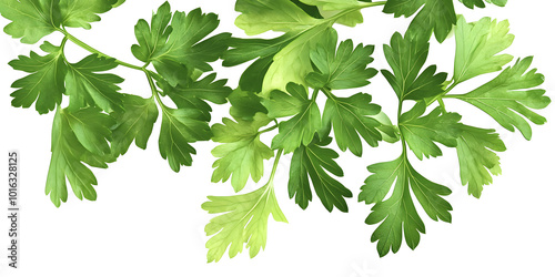  green leaves of parsley isolated on white background, generative ai