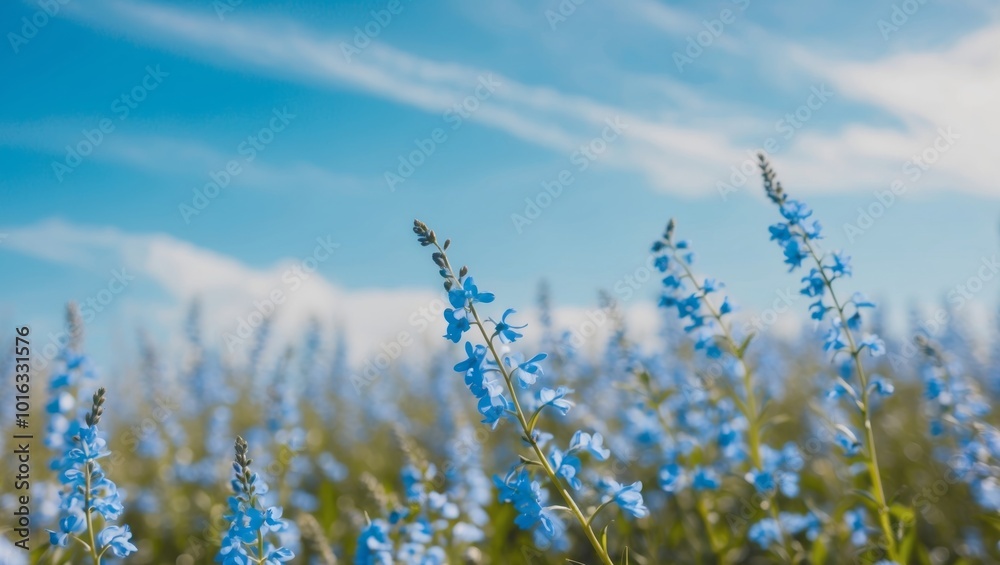 A field full of blue flowers basking in the sunshine. A field full of blue flowers basking in the sunshine.