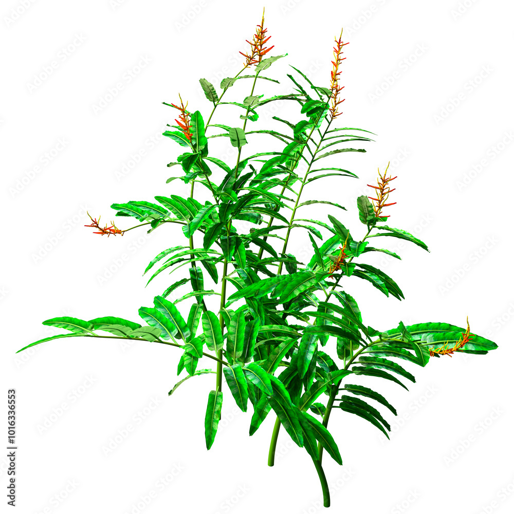 Fototapeta premium 3D Rendering Heliconia Longiflora on White
