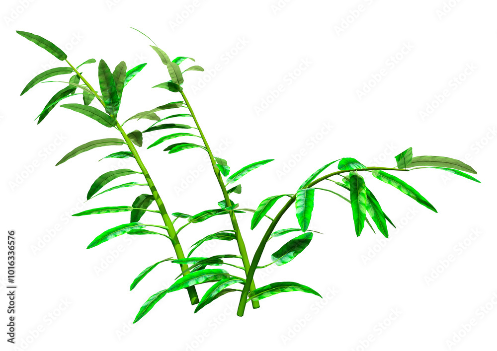 Obraz premium 3D Rendering Heliconia Longiflora Plants on White