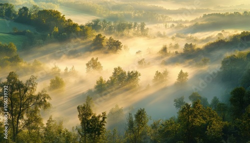 Aerial view of a misty forest at sunrise with sunbeams shining through the trees.