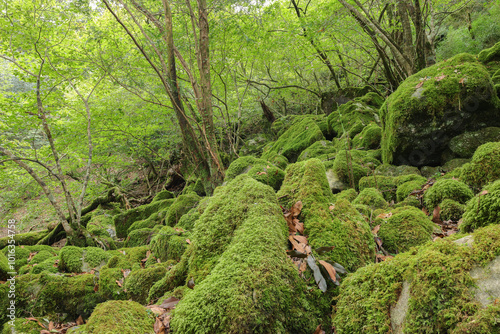 一面に広がる苔の世界