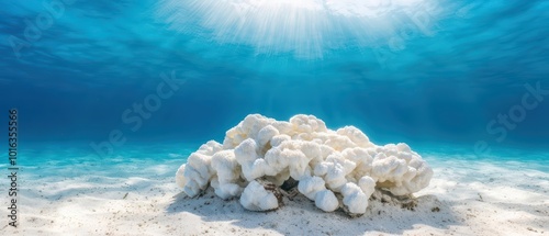 Coral reef bleaching under hot ocean, showing the direct impacts of rising temperatures on marine life