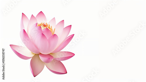 pink water lily isolated