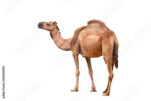 Camel isolated on transparent background png file photo