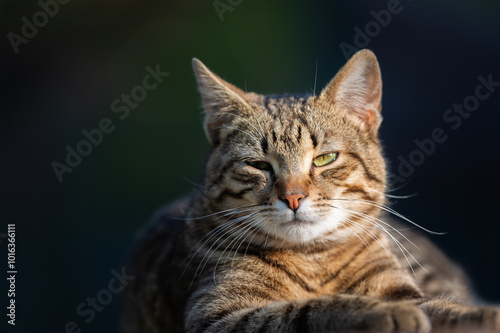 Cat portrait with grey background and green eyes