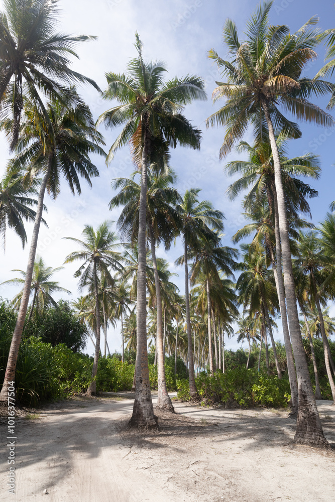 Green palm trees in Fuvahmulah island in the Maldives Green palm trees in Fuvahmulah island in the Maldives