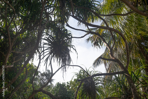 Looking up on a window to the sky trought palm branches photo