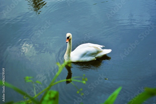 white swan swimming in the water photo