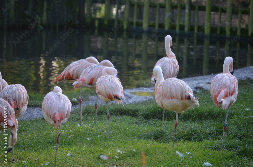 A group of pink flamingos in their habitat in the Dublin Zoo, Ireland A group of pink flamingos in their habitat in the Dublin Zoo, Ireland