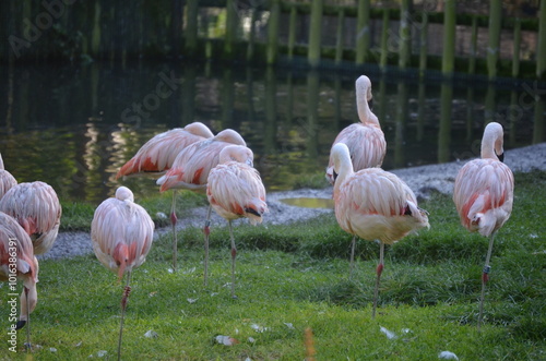 A group of pink flamingos in their habitat in the Dublin Zoo, Ireland