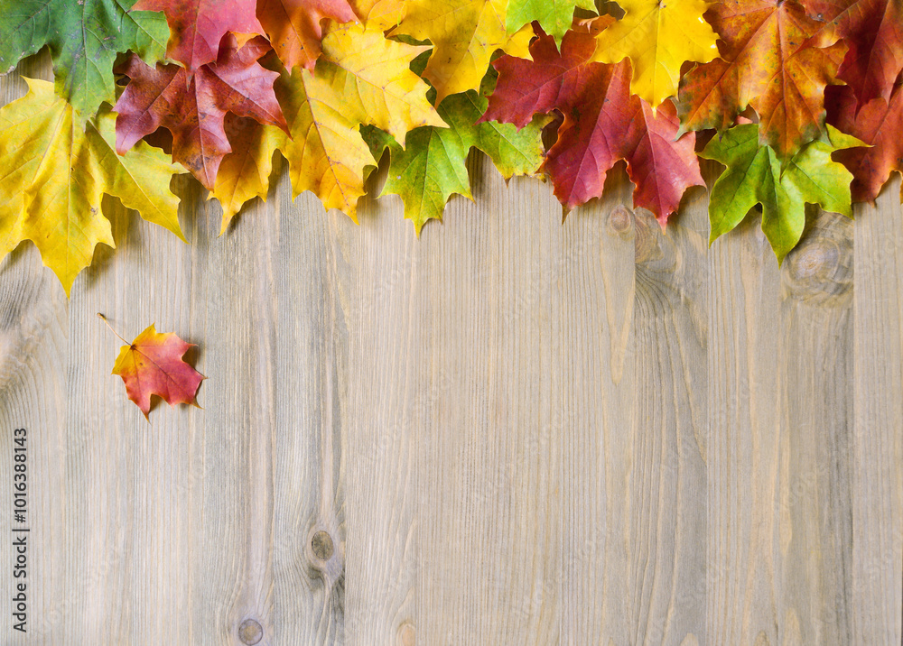 Obraz premium Thanksgiving background. Maple autumn leaves of various colors on the wooden background with free space for Happy Thanksgiving text