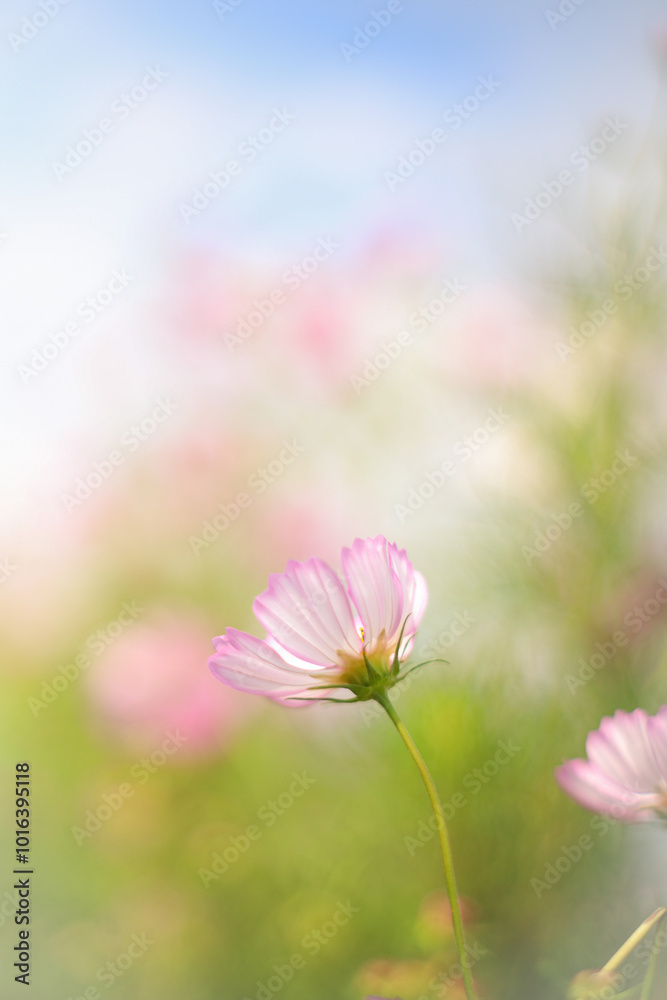 コスモス
