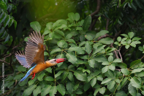 Beautiful Stork-billed Kingfisher flying in the forest. photo