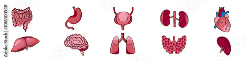 Set of human organs icons. Digestive organs, heart, thyroid gland, brain.Vector illustration