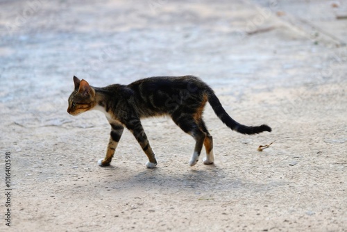 Cat in the middle of the Medina, Tunisia. photo