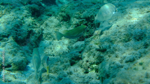 Fototapeta Naklejka Na Ścianę i Meble -  Dusky spinefoot or squaretail rabbitfish (Siganus luridus) undersea, Aegean Sea, Greece, Syros island, Azolimnos beach