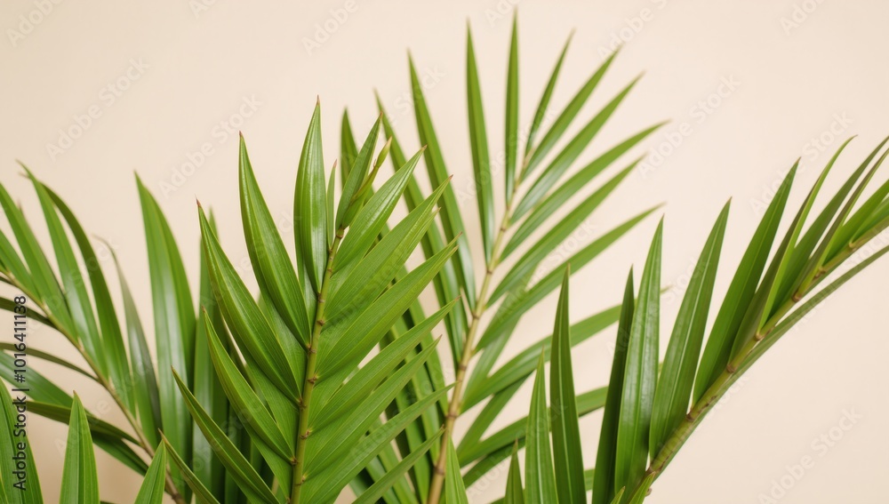 Green textured palm leaf pattern evokes a relaxing tropical getaway atmosphere for vacation travel and well-being Green textured palm leaf pattern evokes a relaxing tropical getaway atmosphere for vacation travel and well-being