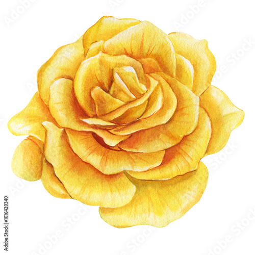 Beautiful yellow roses from isolated, Rose drawn in watercolor in botanical illustration for design