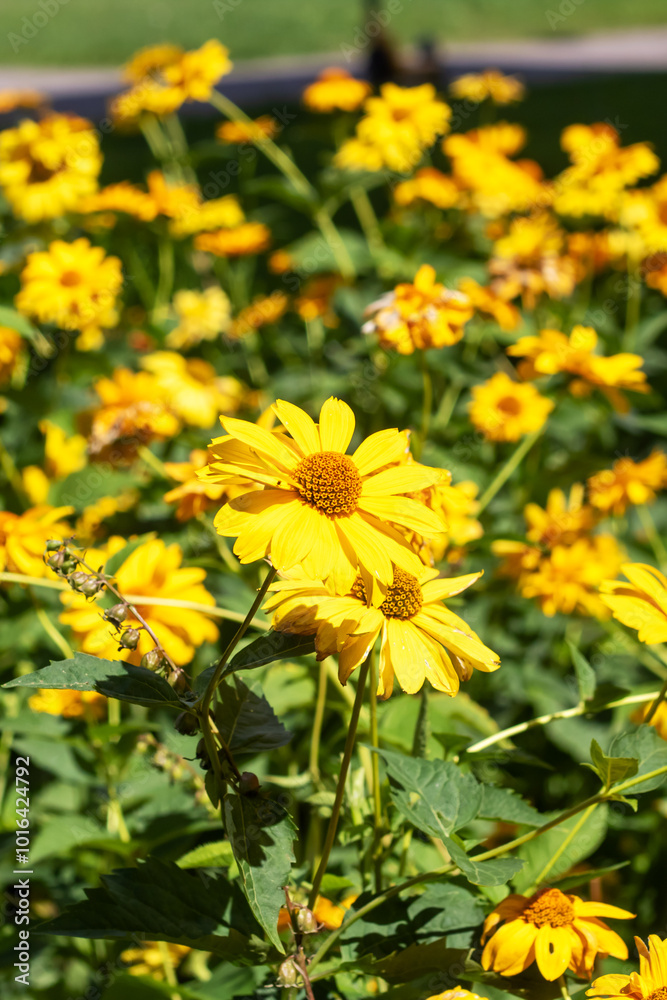 A beautiful bunch of vibrant yellow flowers are growing in a lovely garden A beautiful bunch of vibrant yellow flowers are growing in a lovely garden