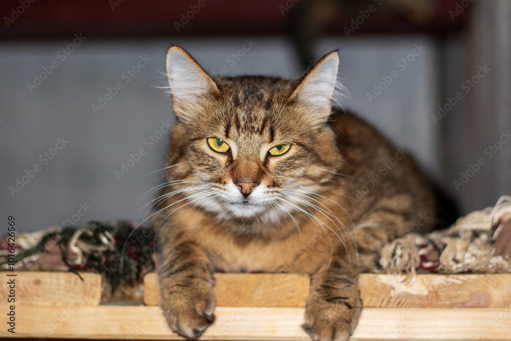 A fluffy cat lays on a shelf, looking at the camera, serene A fluffy cat lays on a shelf, looking at the camera, serene
