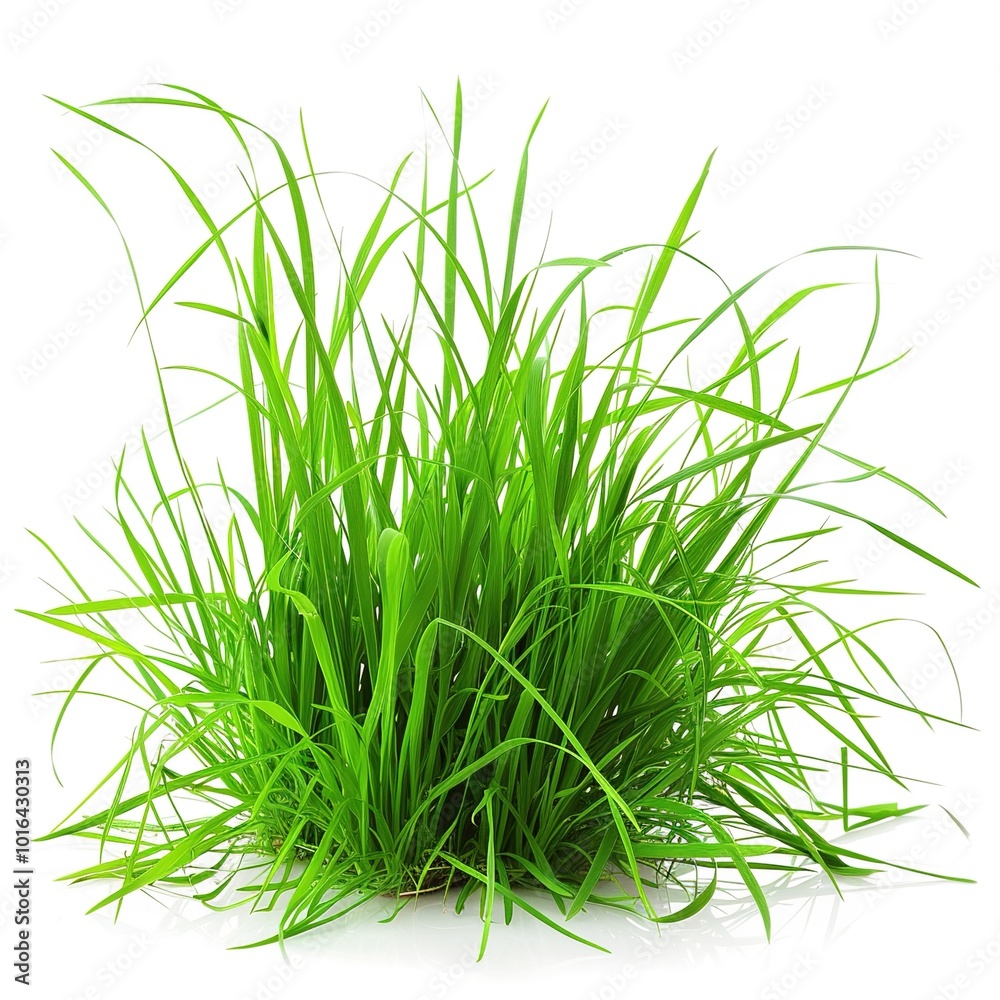 Obraz premium PNG Green grass plant lawn white background. 
