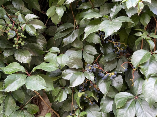 Parthenocissus quinquefolia, commonly known as the Virginia Creeper, is a species of flowering plant in the family Parthenocissus. Natural green wall texture. photo