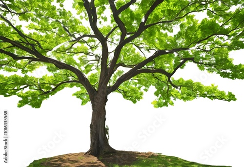 tree, nature, spring, branch, leaf, forest, leaves, park, summer, green, season, flower, vector, plant, illustration, autumn, trees, silhouette, oak, branches, winter, landscape, natural, wood, enviro photo