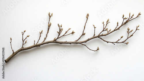 A long, slender dried branch with delicate, leafless offshoots, on a white background