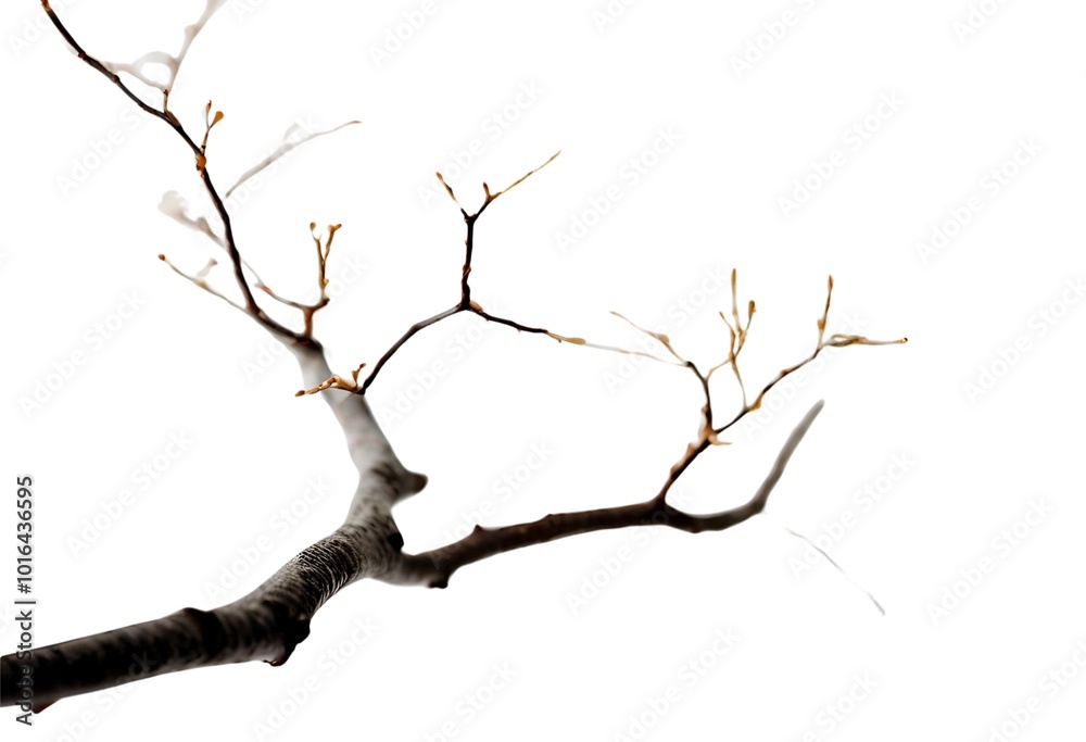 Fototapeta premium tree, branch, nature, spring, white, plant, sky, blossom, branches, isolated, season, silhouette, flower, bird, dry, dead, old, growth, green, leaf, cherry, blue, beautiful, bloom, pattern