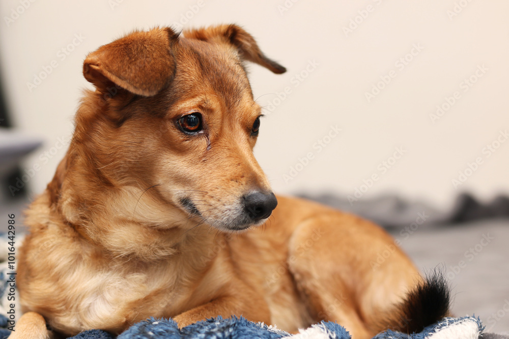 A brown dog is peacefully laying on a blue and white blanket A brown dog is peacefully laying on a blue and white blanket