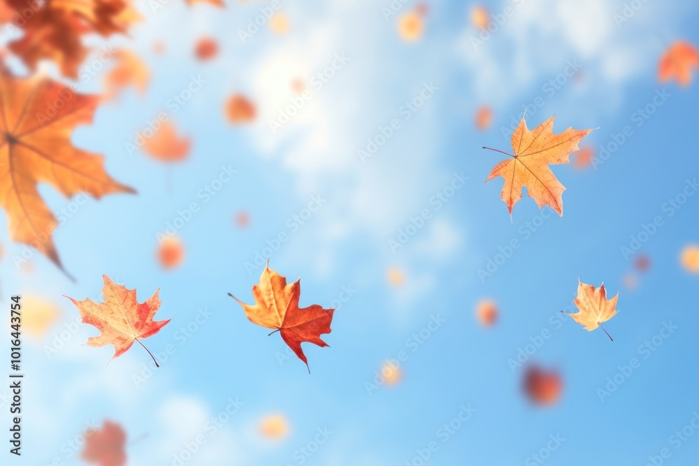 Autumn leaves falling skyward Autumn leaves falling skyward