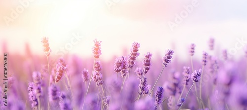 Lavender field under soft sunlight