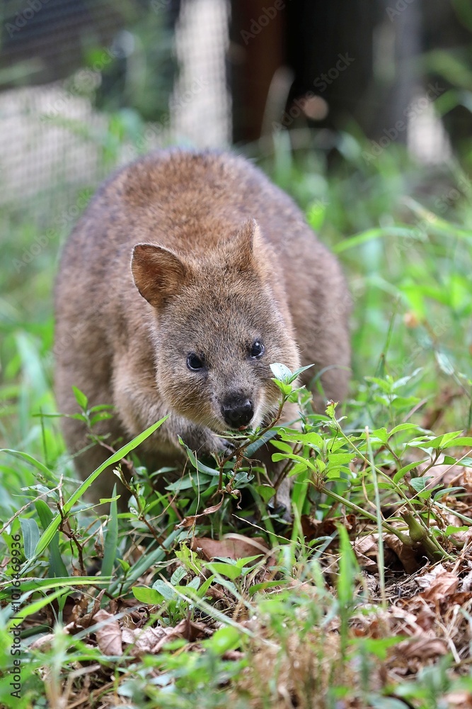 Naklejka premium 草を食べるクオッカ