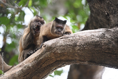 Two Azaras's Capuchin Monkeys on a Tree Branch photo