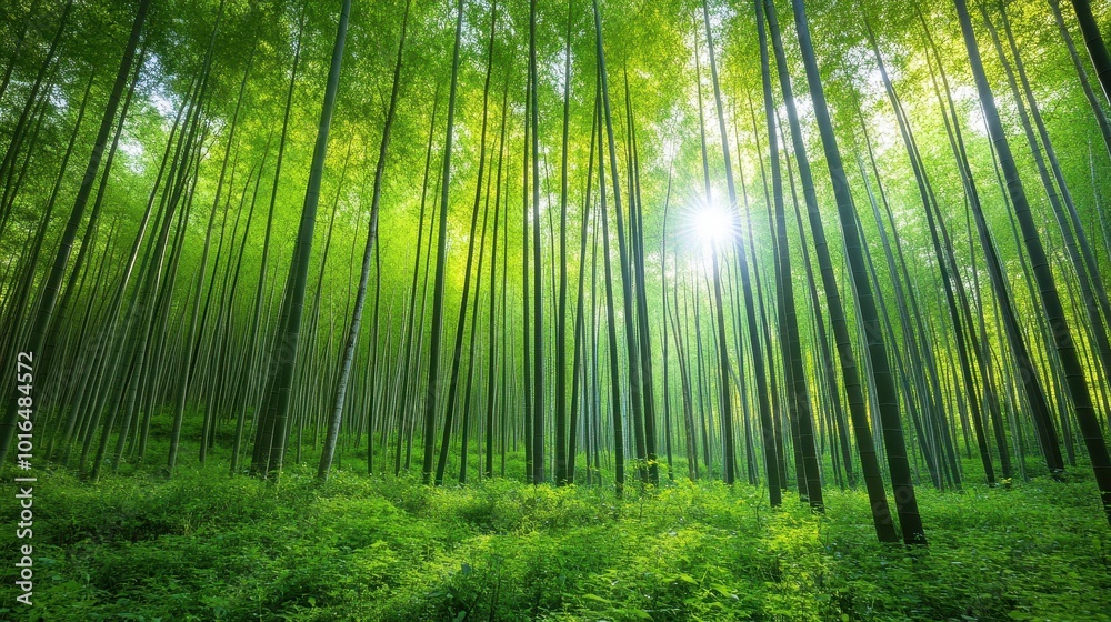 A dense bamboo forest with towering green stalks, sunlight barely reaching the forest floor A dense bamboo forest with towering green stalks, sunlight barely reaching the forest floor