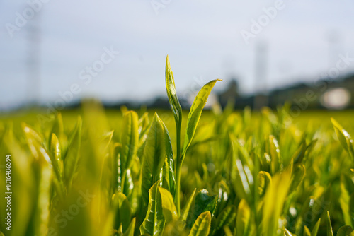 Japanese tea leaves in Kagoshima prefecture.  photo