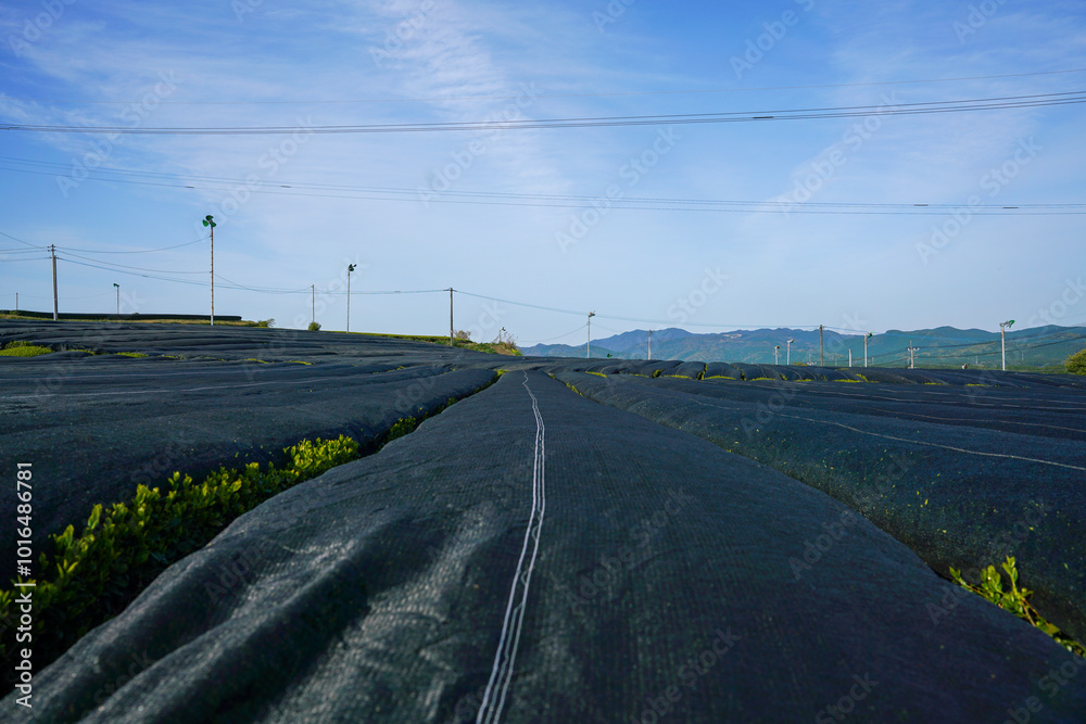 Japanese tea fields in Kagoshima prefecture. Japanese tea fields in Kagoshima prefecture.