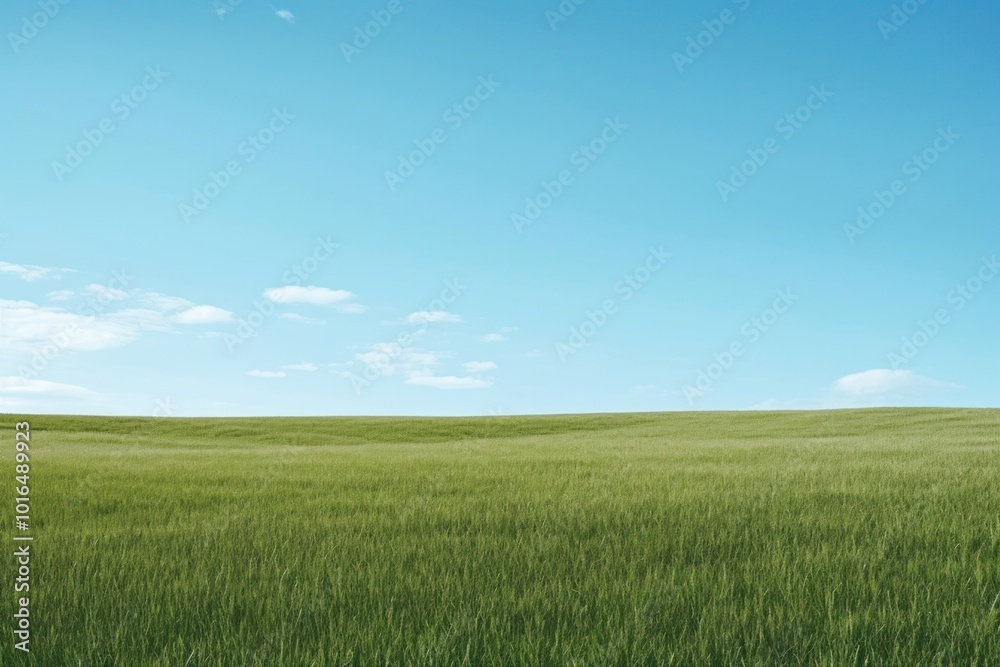 Serene green field under sky Serene green field under sky