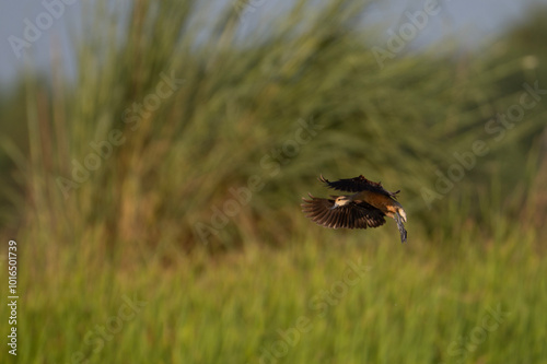 Lesser Whistling Duck Flying over lake  photo