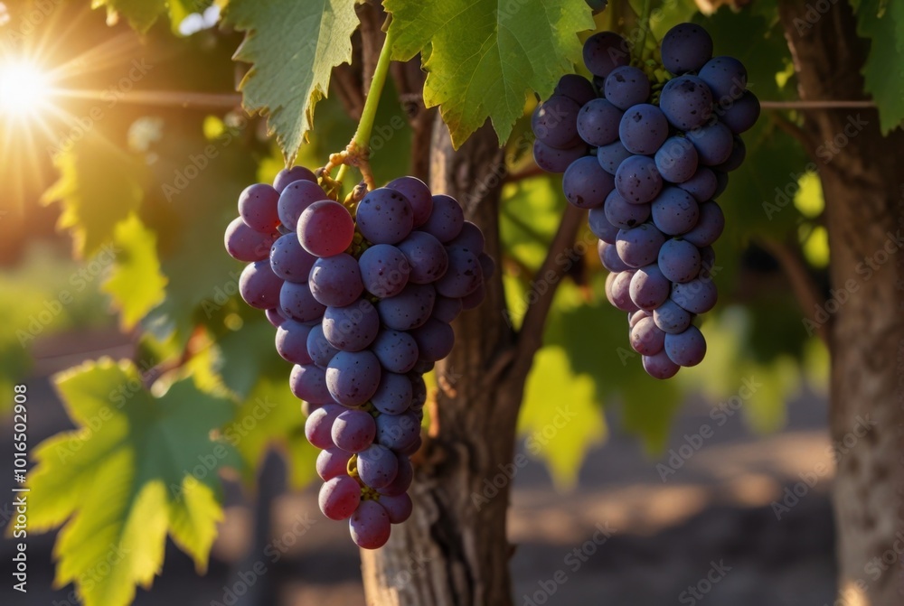 Fototapeta premium photo of grapes in nature