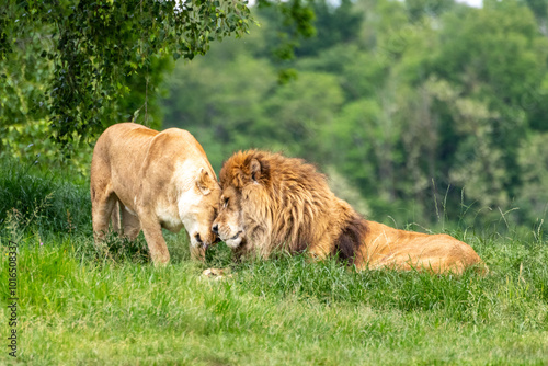 Leone leonessa affetto
