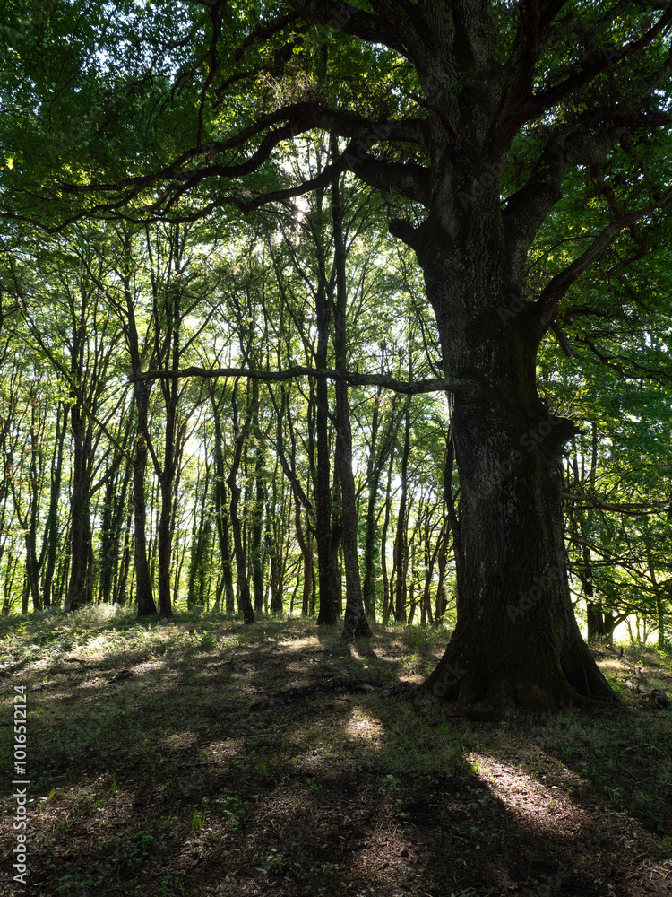 Scena di natura in pratoni del vivaro, luogo all'aperto dedicato all'ippica in provincia di Roma Scena di natura in pratoni del vivaro, luogo all'aperto dedicato all'ippica in provincia di Roma