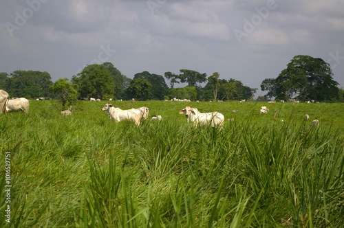 Принти на полотні El Estado Tachira tambien produce en sus llanuras pasto para el ganado vacuno,y