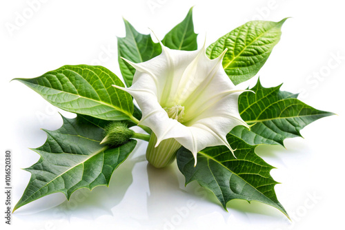 Medicinal Datura flower, isolated on white background