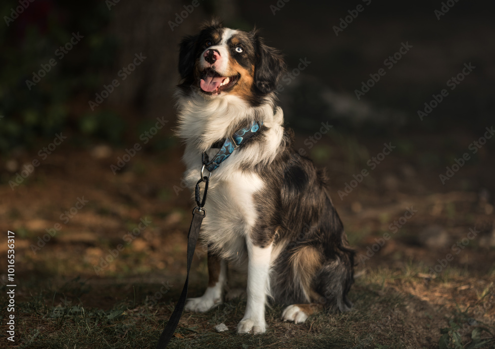 Portrait of Australian Shepherd dog in autumn meadow. Happy adorable Aussie dog sitting in grass field. Portrait of Australian Shepherd dog in autumn meadow. Happy adorable Aussie dog sitting in grass field.