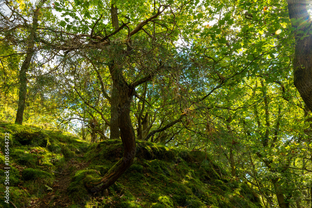 tree with green leaves is in the middle of a forest. The tree is tall and has a long trunk. The forest is lush and green, with sunlight shining through the trees tree with green leaves is in the middle of a forest. The tree is tall and has a long trunk. The forest is lush and green, with sunlight shining through the trees