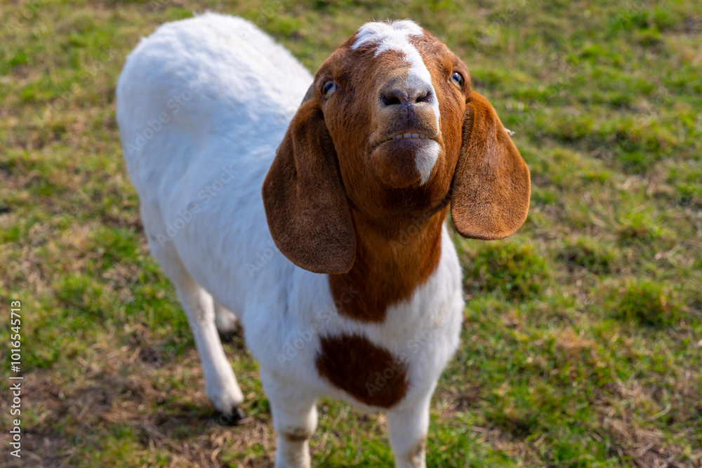 goat with a white face and brown spots is standing in a grassy field. The goat has a curious expression on its face, looking up at the camera goat with a white face and brown spots is standing in a grassy field. The goat has a curious expression on its face, looking up at the camera