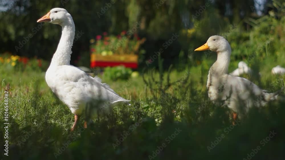 Geese in nature Geese in nature
