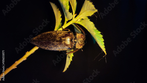 Elateriformia insect on twig. Close up photography selective focused photo